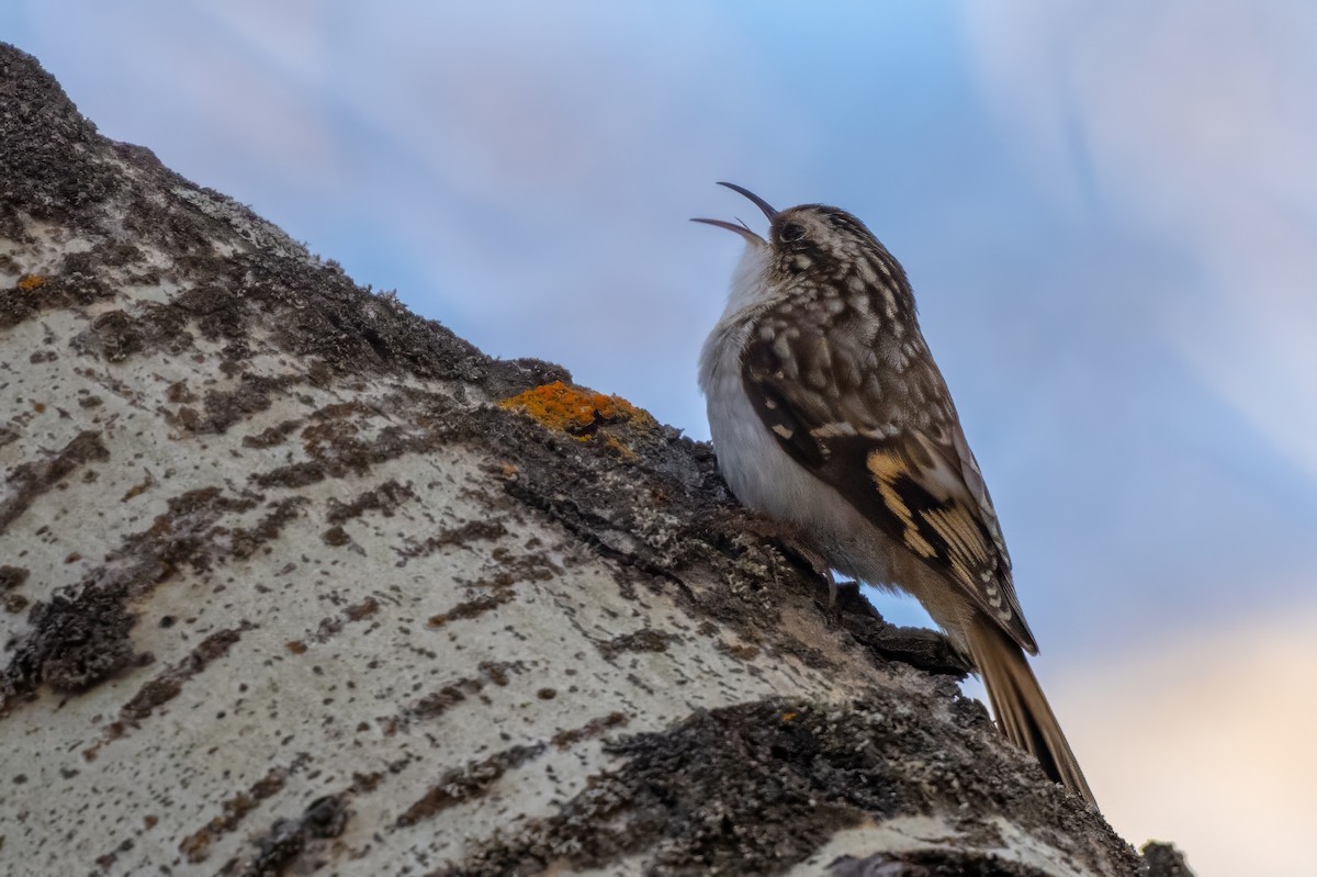 Brown Creeper - ML614824007