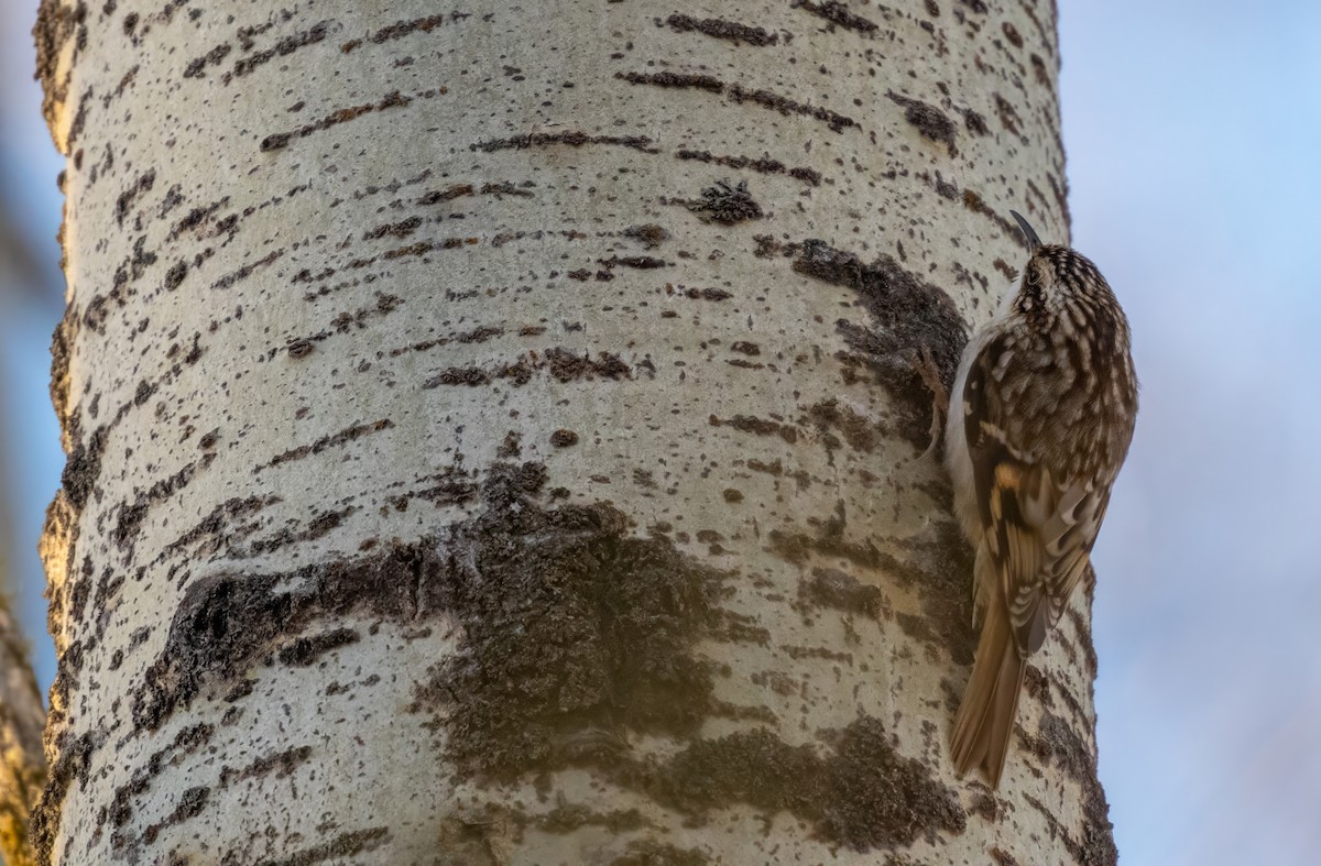 Brown Creeper - ML614824008