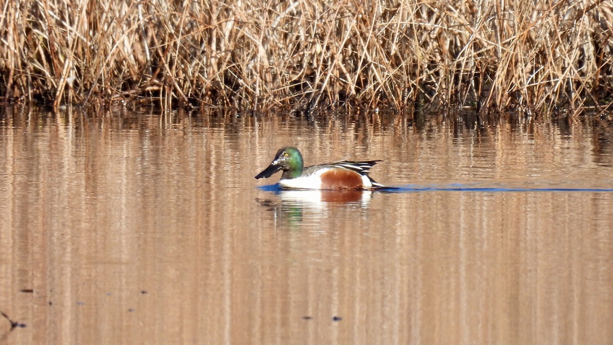 Canard souchet - ML614824019