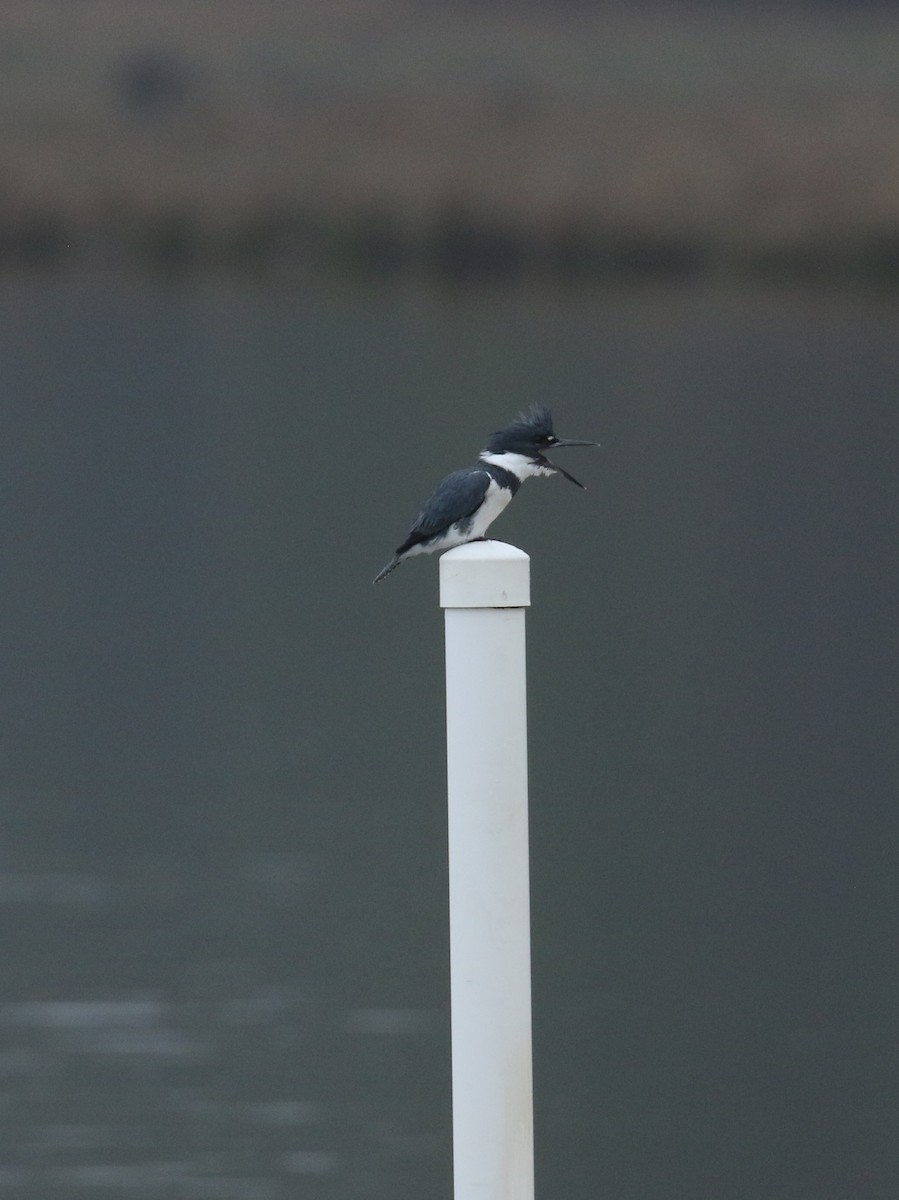 Belted Kingfisher - ML614824022