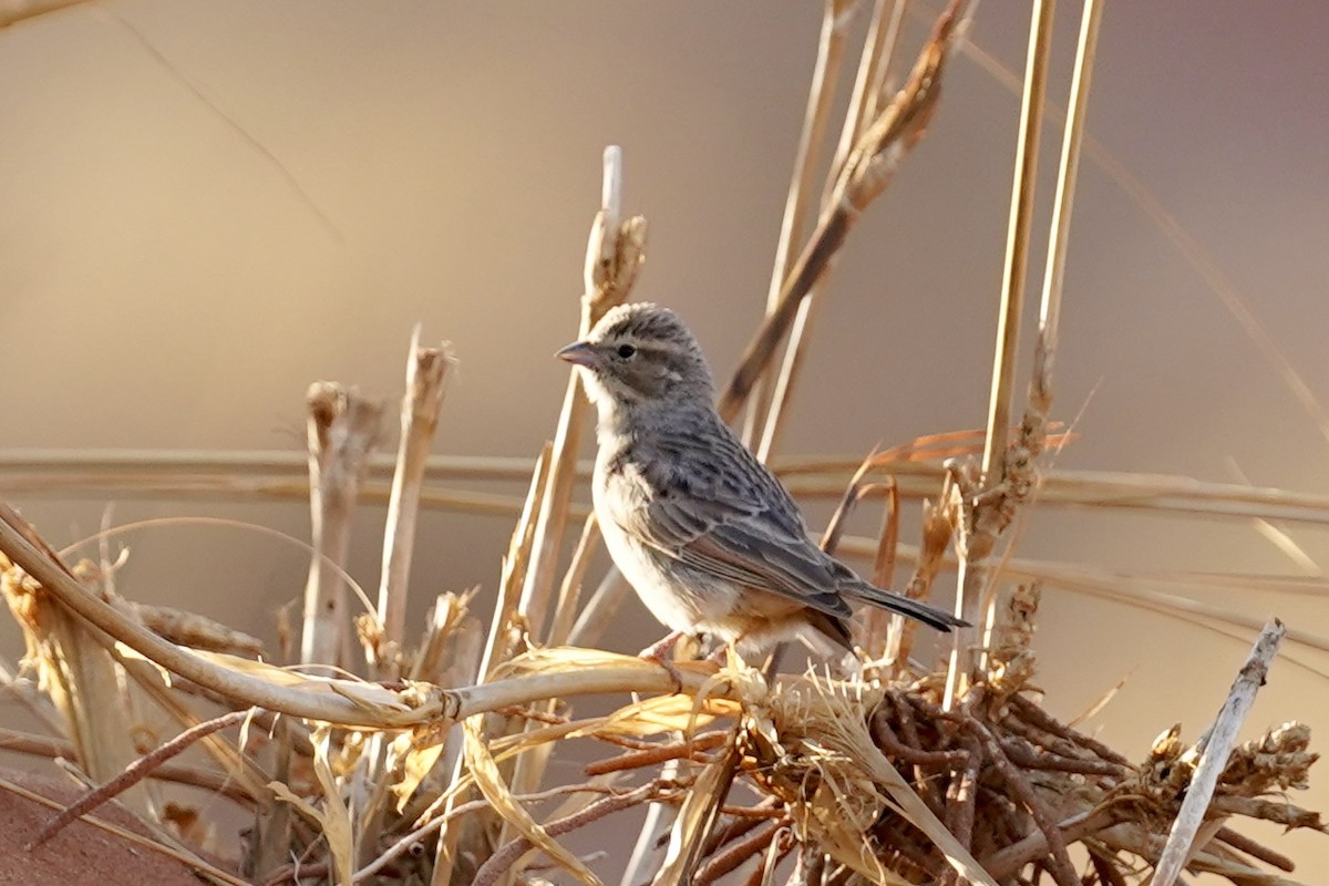 Lark-like Bunting - ML614824068