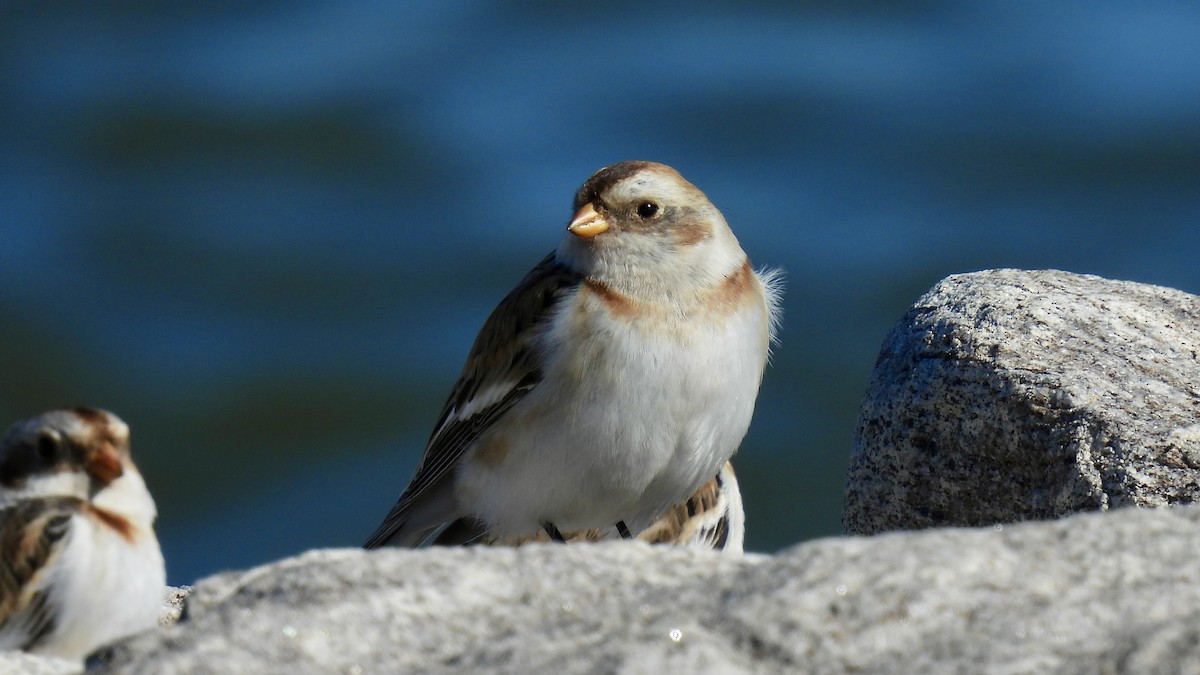 Snow Bunting - ML614824071