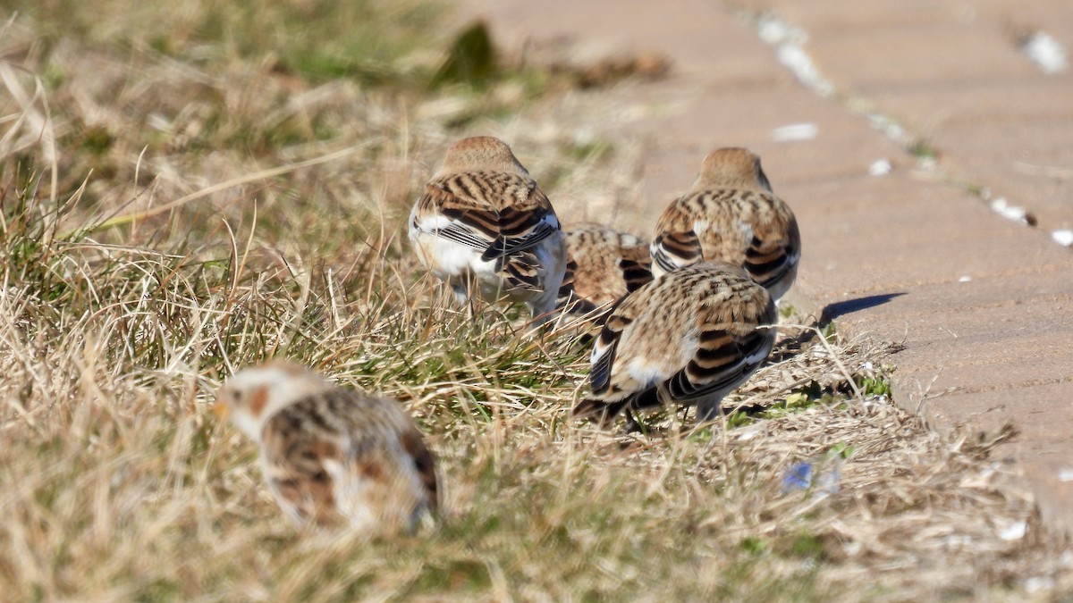 Snow Bunting - ML614824072