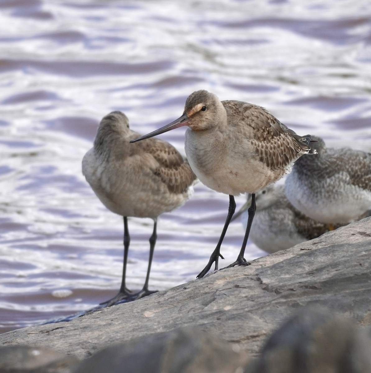 Hudsonian Godwit - ML614824079