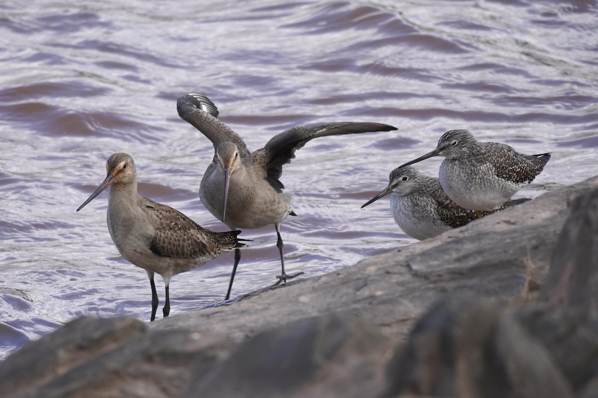 Hudsonian Godwit - ML614824083