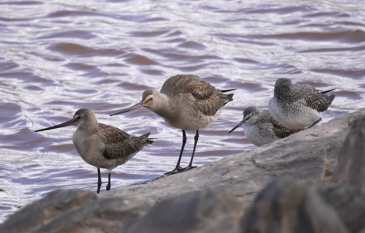 Hudsonian Godwit - ML614824085