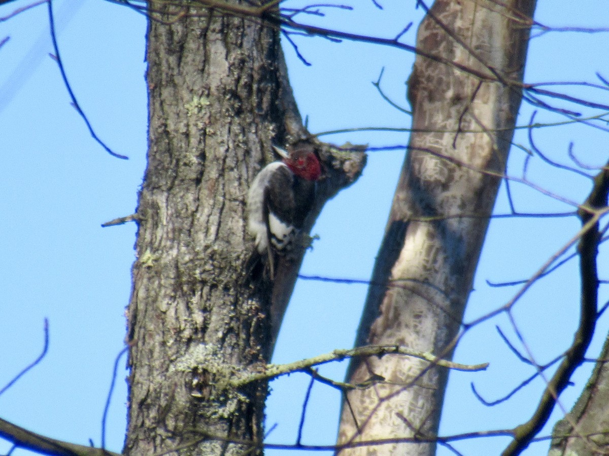 Red-headed Woodpecker - ML614824107