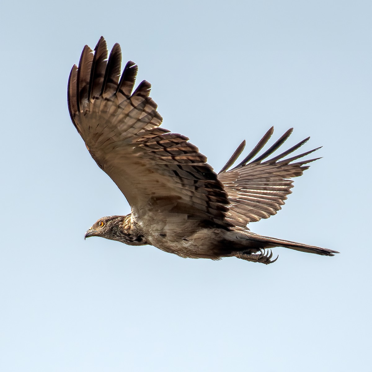 Oriental Honey-buzzard - ML614824129