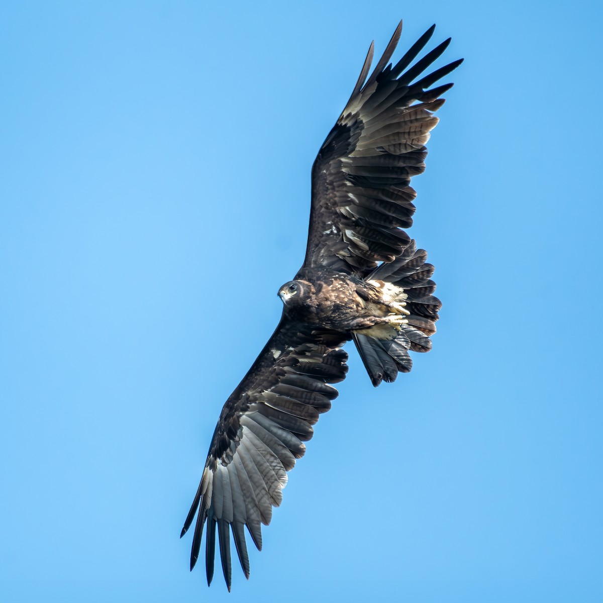 Greater Spotted Eagle - Kalyan Gantait