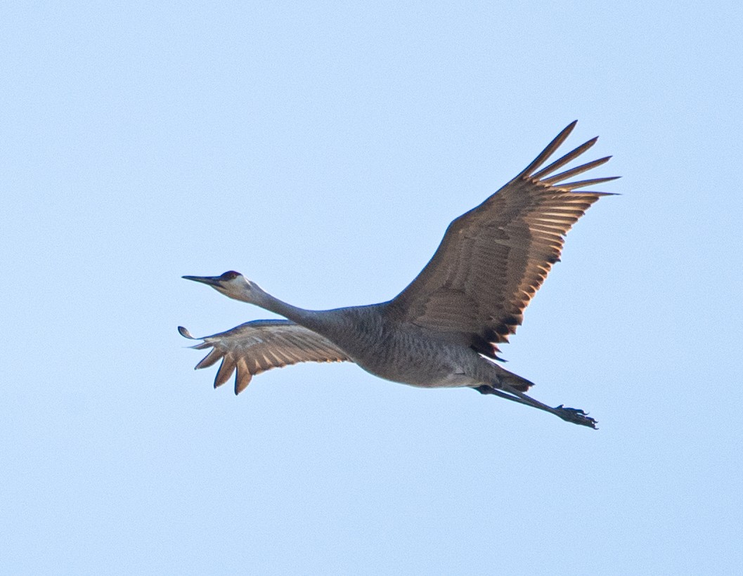 Sandhill Crane - ML614824203