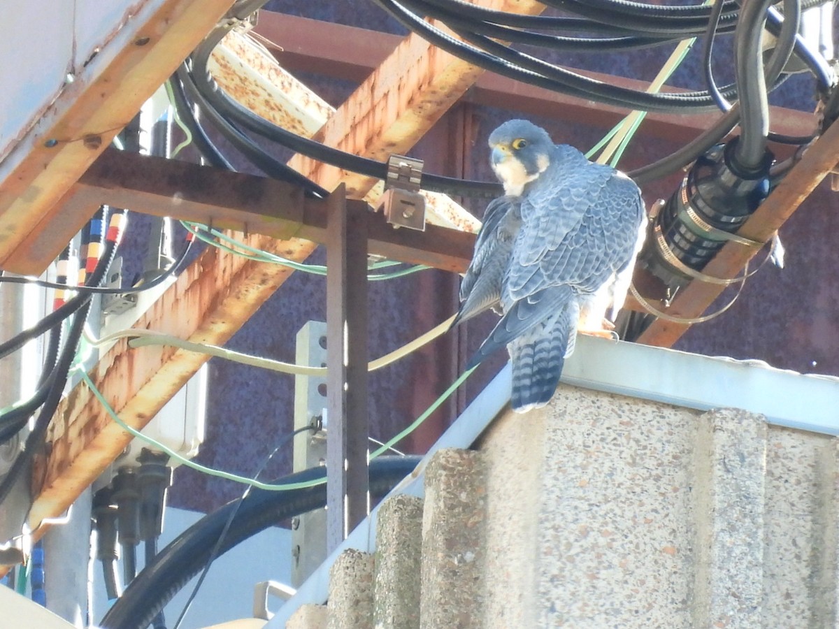 Peregrine Falcon - ML614824206