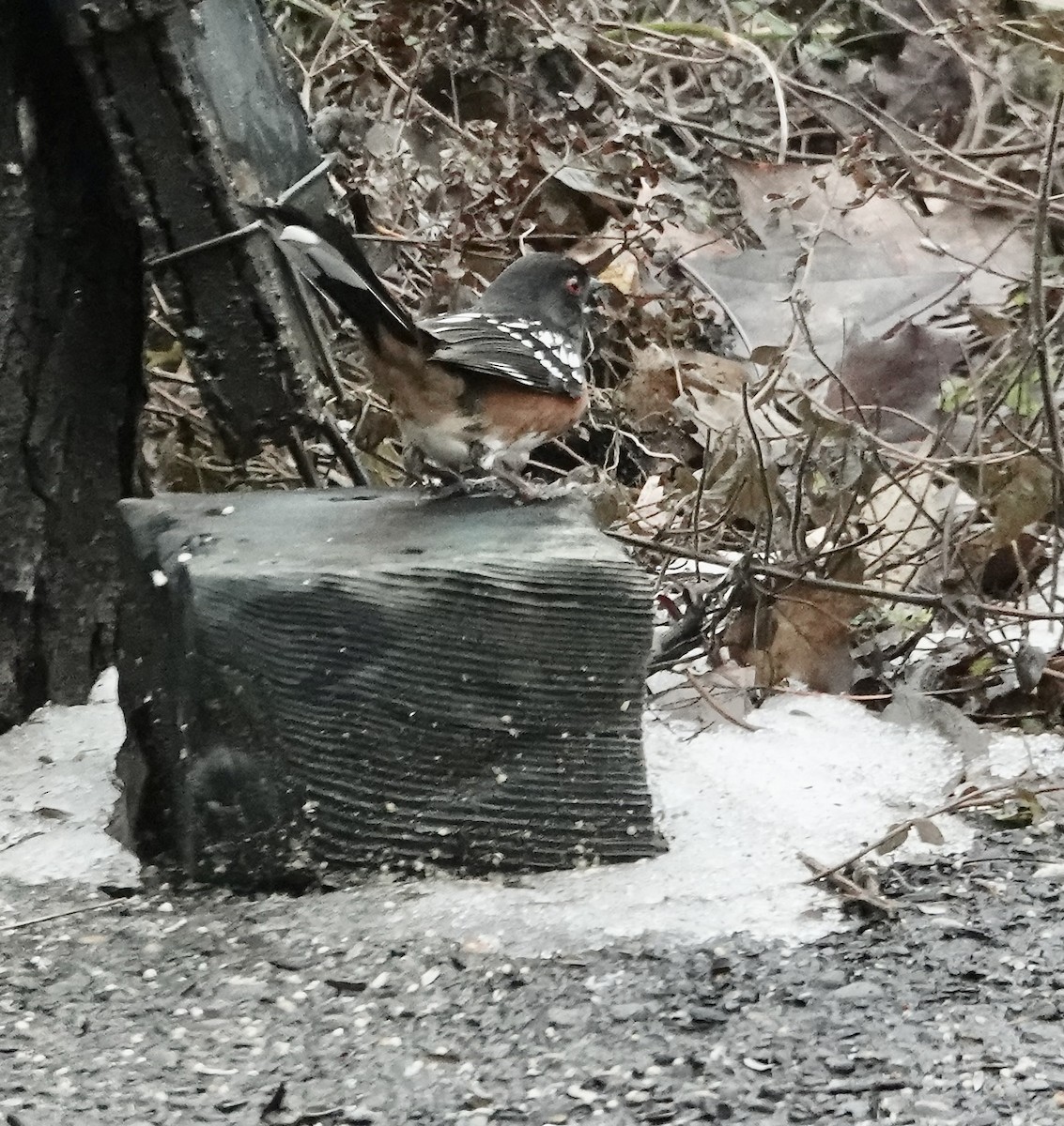 Spotted Towhee - Shawneen Finnegan