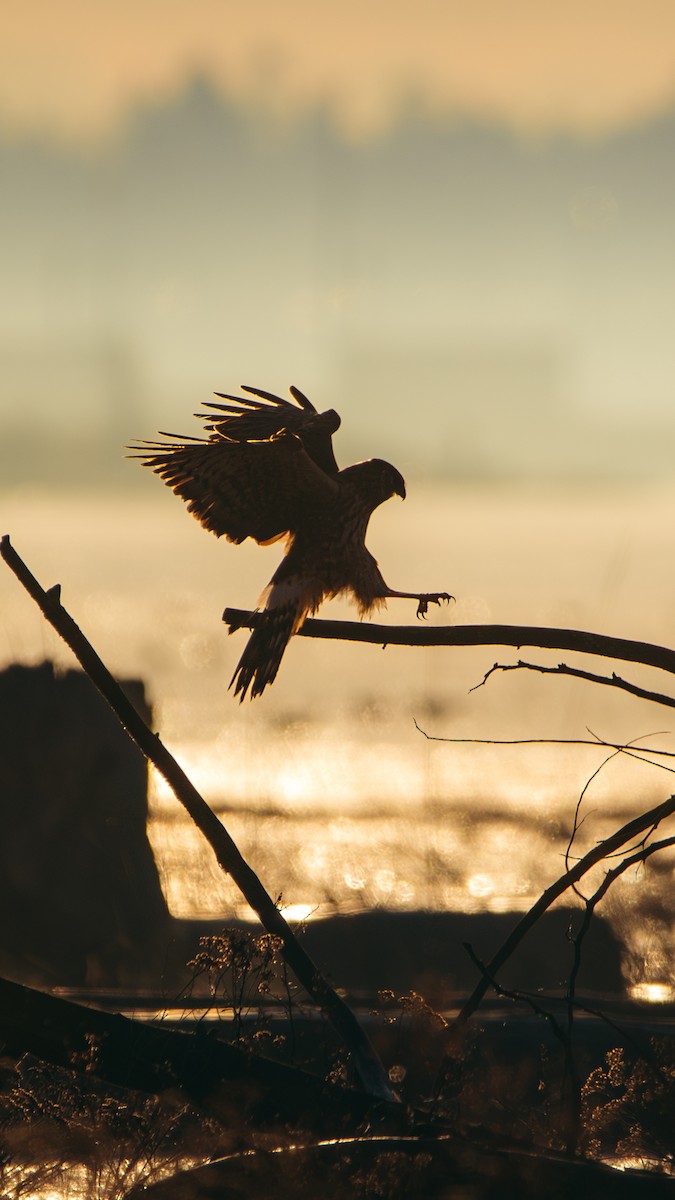 Northern Harrier - Tobin Sparling