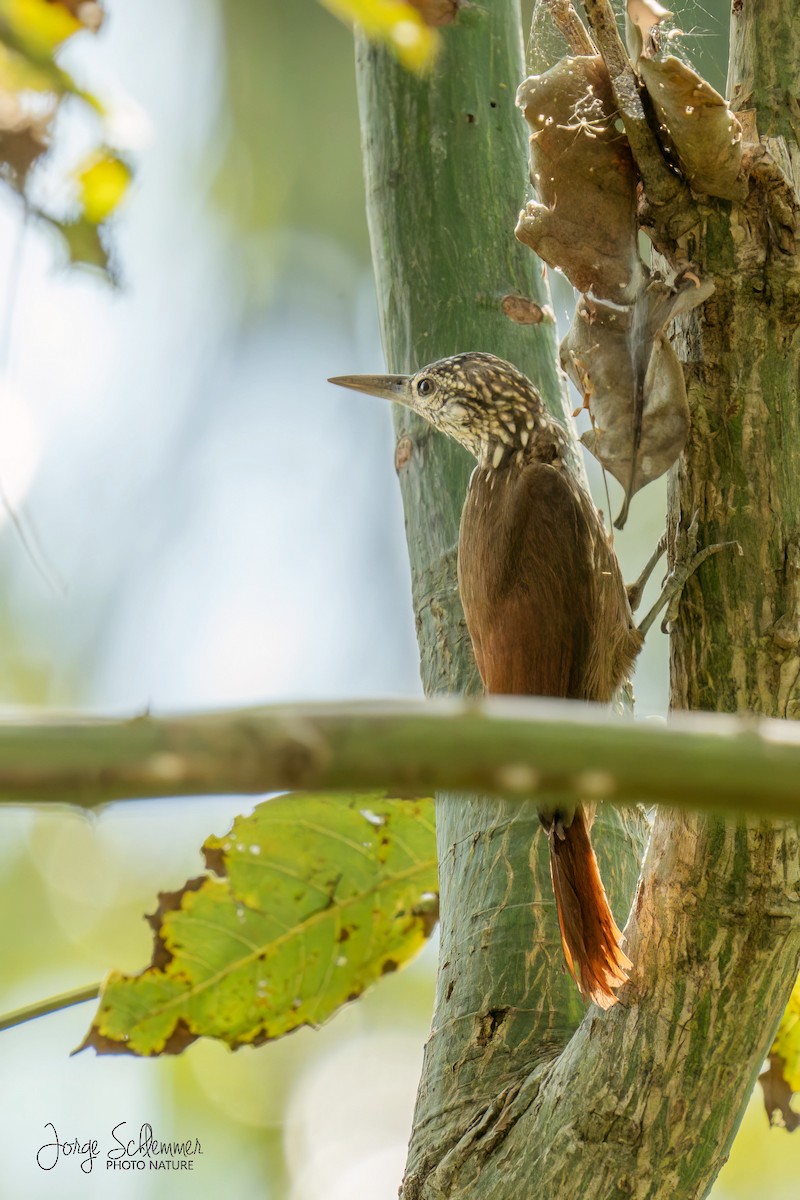 Zimmer's Woodcreeper - ML614824299