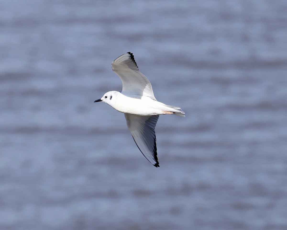 Bonaparte's Gull - ML614824333
