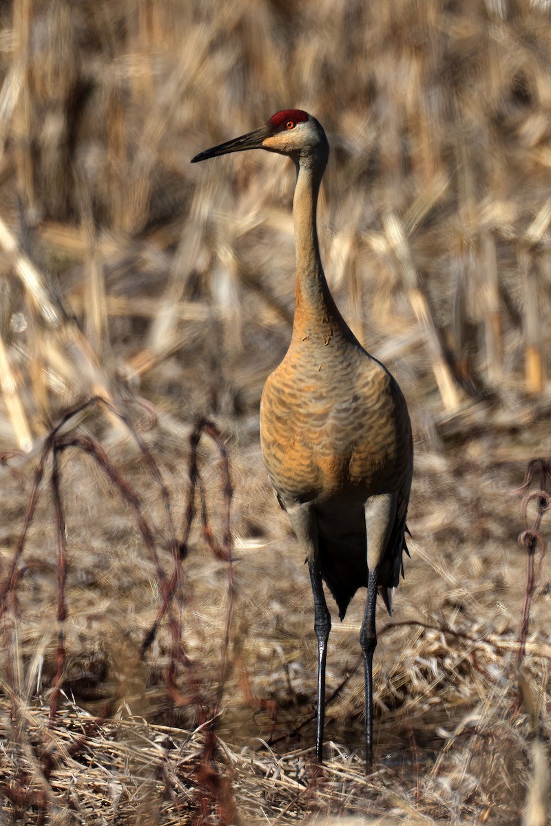 Grulla Canadiense - ML614824336