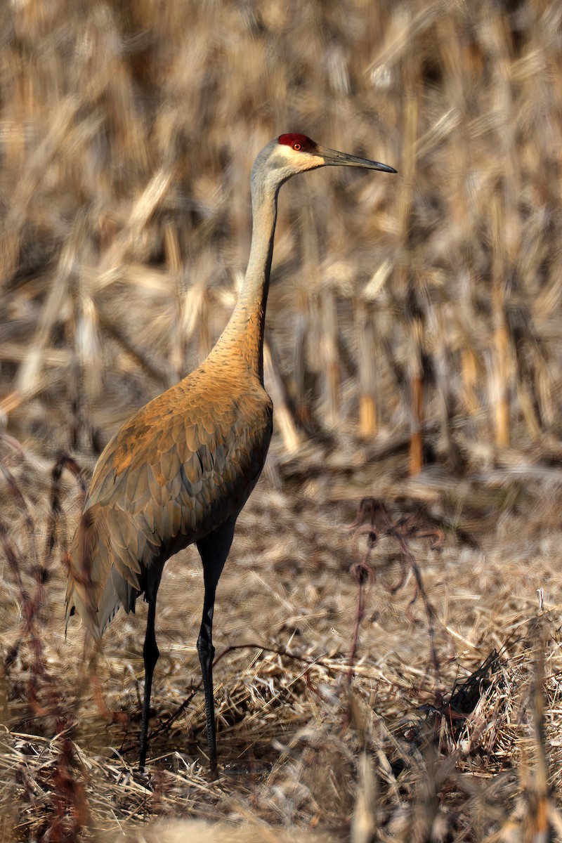 Sandhill Crane - ML614824341