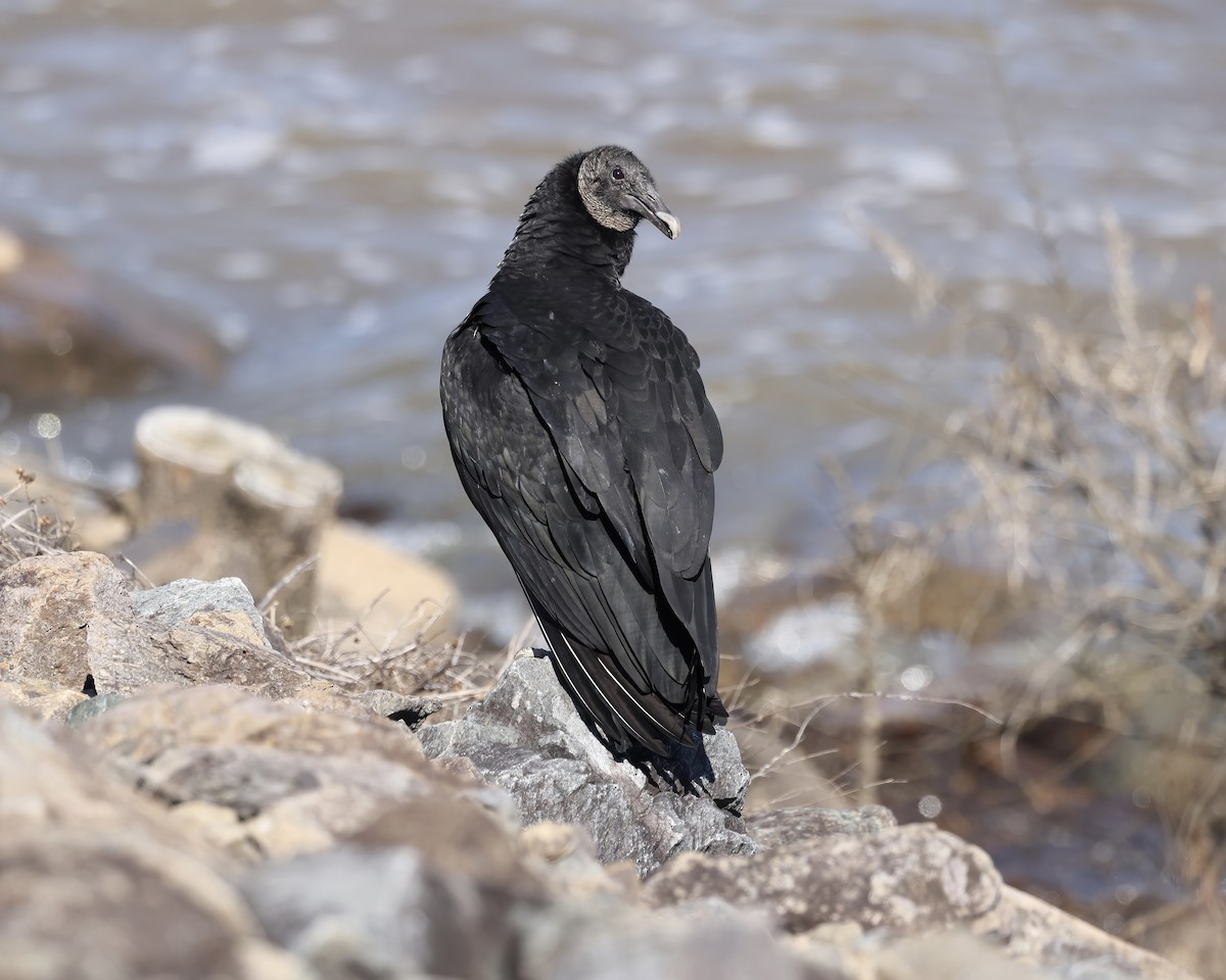 Black Vulture - ML614824343