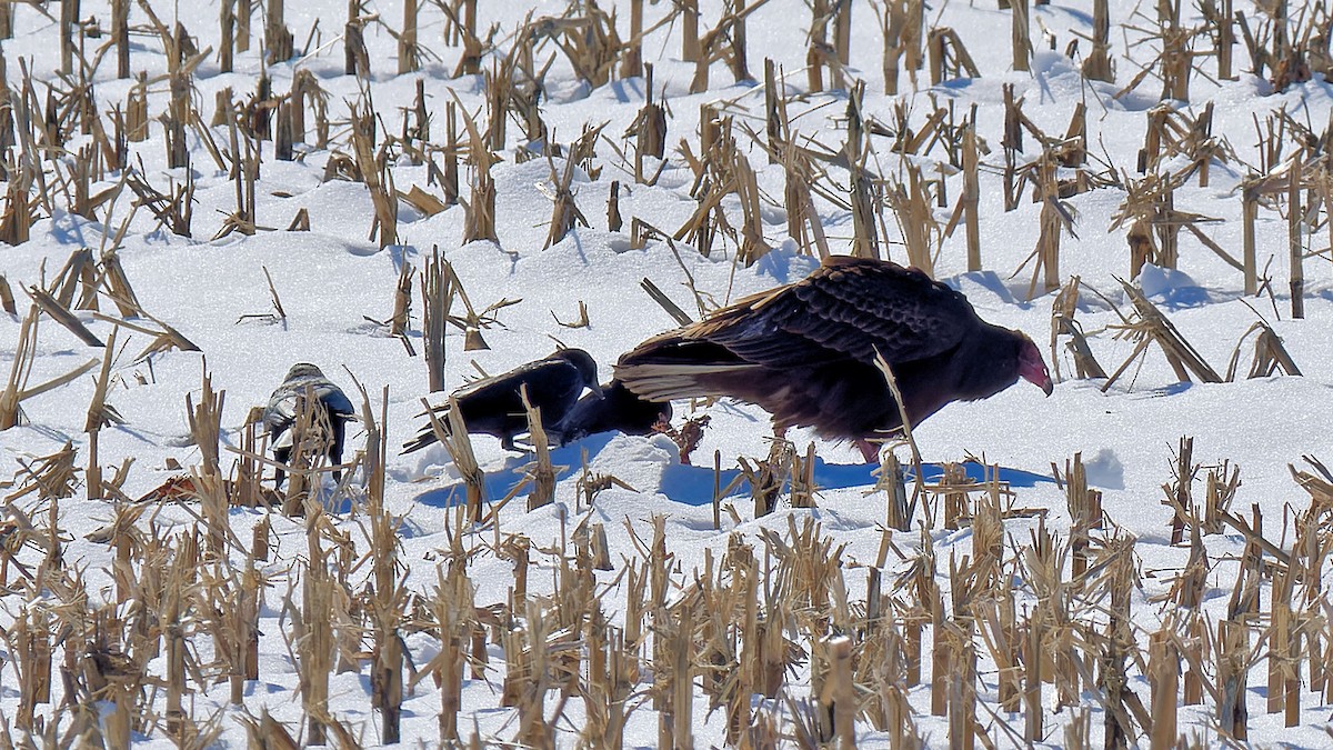 Turkey Vulture - ML614824344