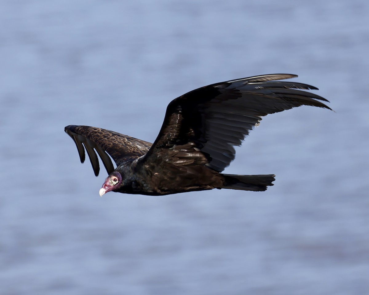 Turkey Vulture - ML614824345