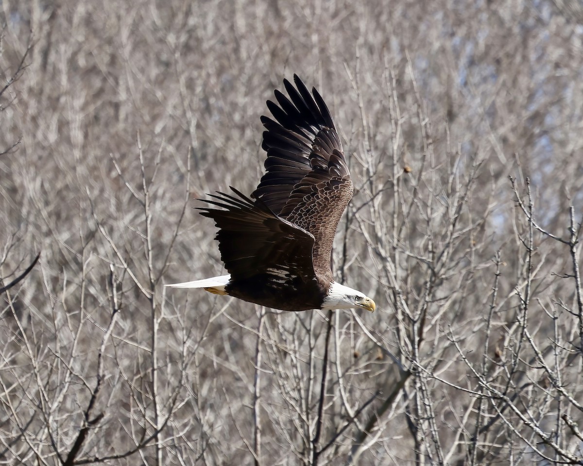 Bald Eagle - ML614824347