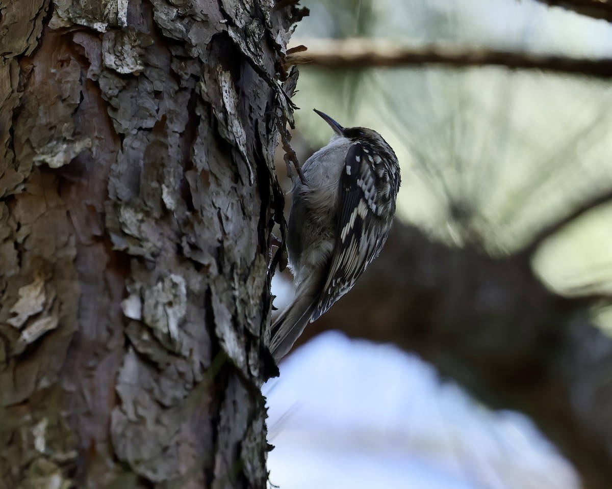 Brown Creeper - ML614824361