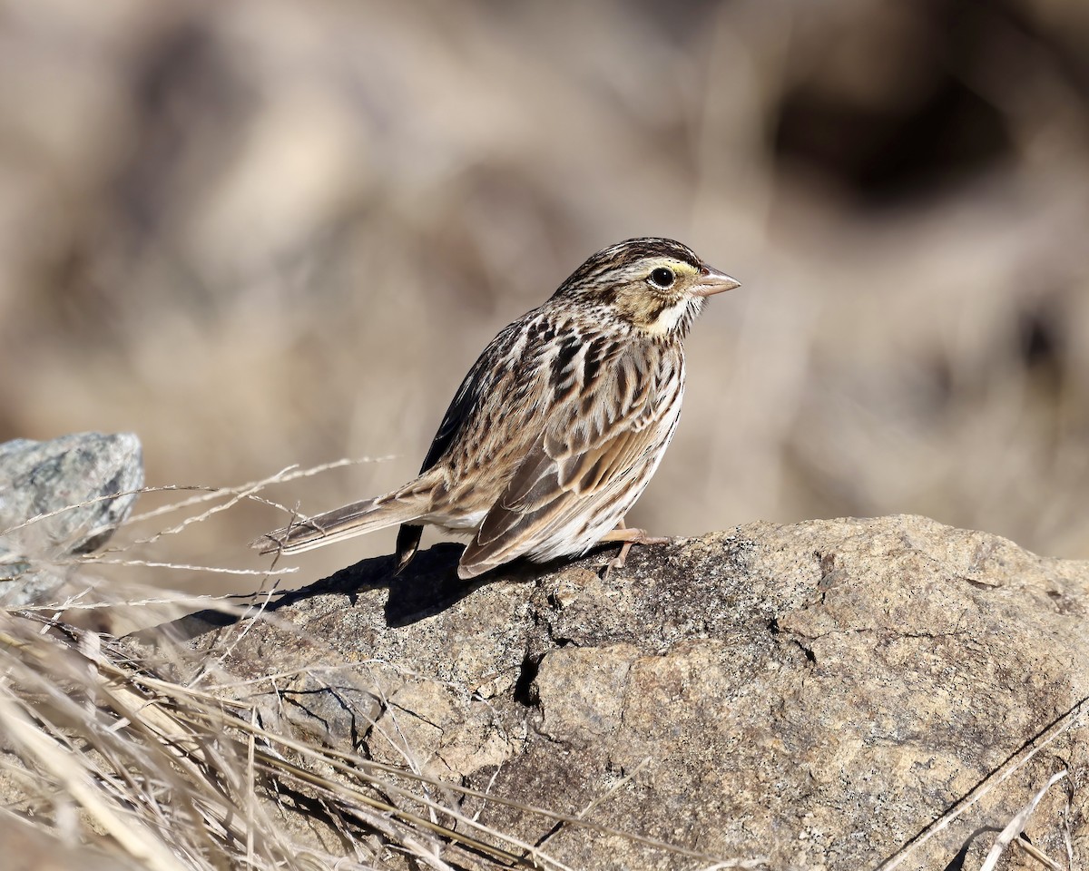 Savannah Sparrow - ML614824375