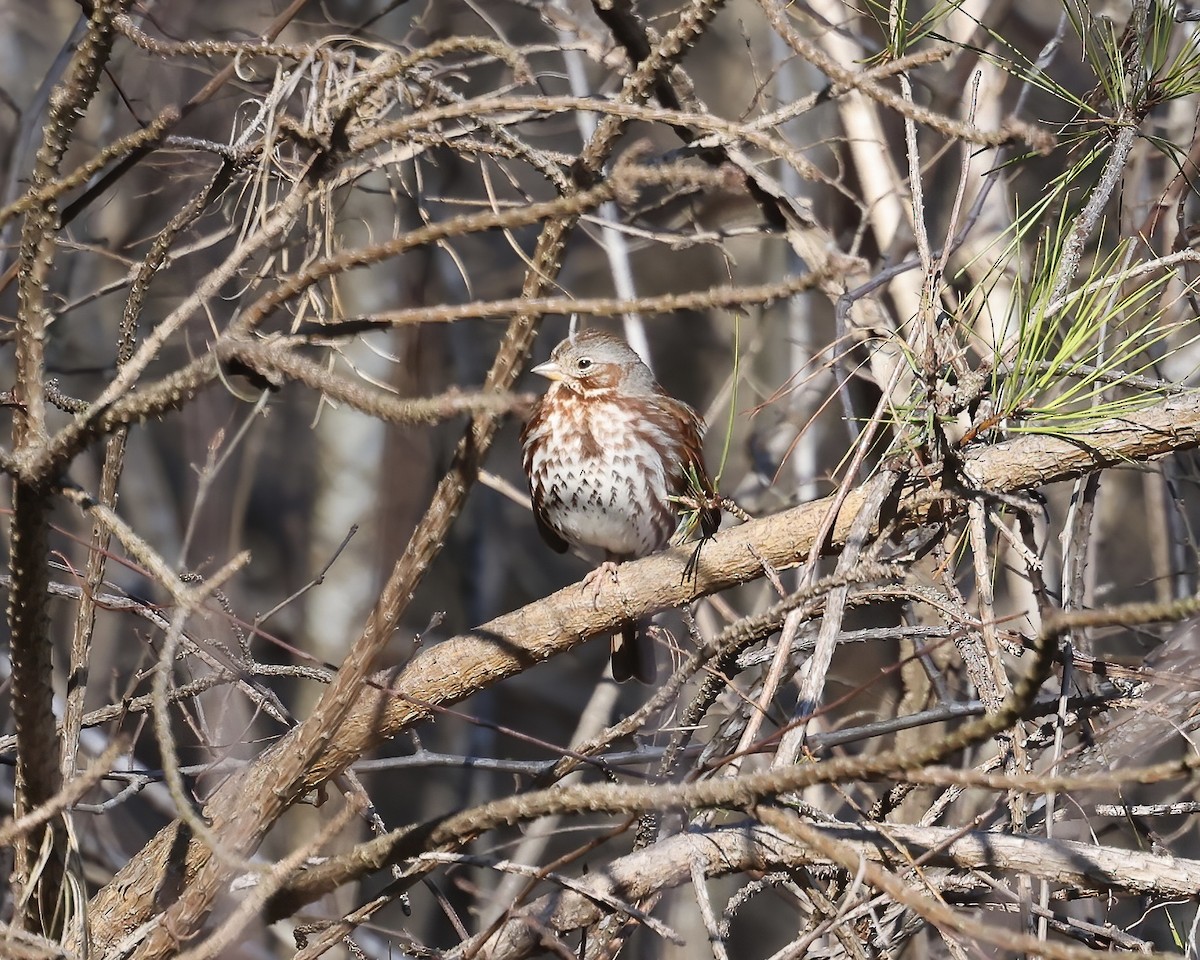 Fox Sparrow - ML614824394