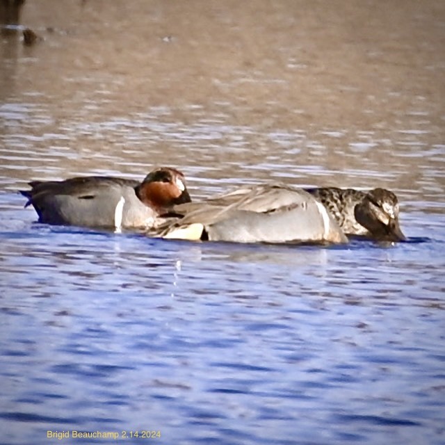Green-winged Teal - ML614824452