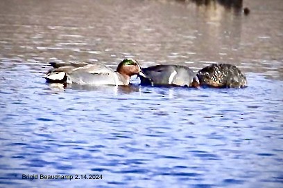 Green-winged Teal - ML614824453