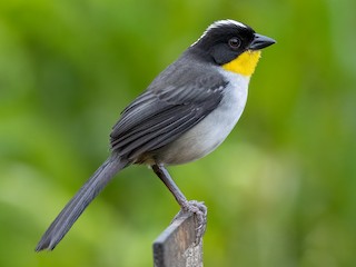White-naped Brushfinch - Atlapetes albinucha - Birds of the World