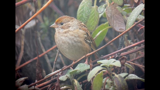 Bruant à couronne dorée - ML614824524