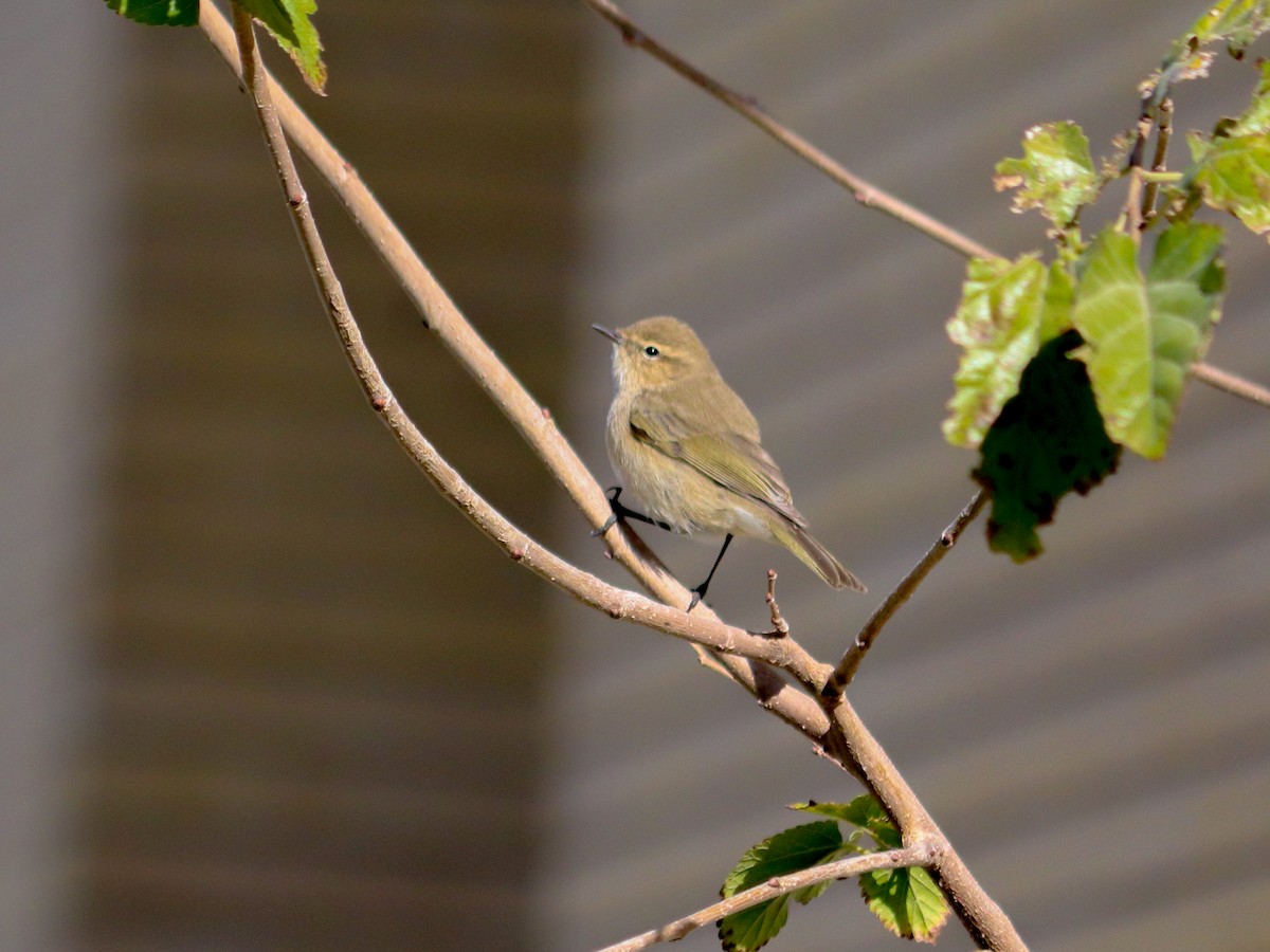 Common Chiffchaff - MohammadAmin Atashpanjeh