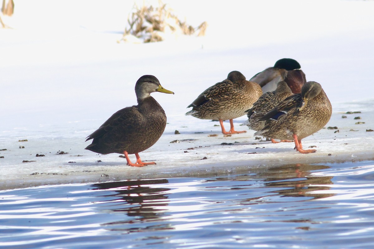 American Black Duck - ML614824645