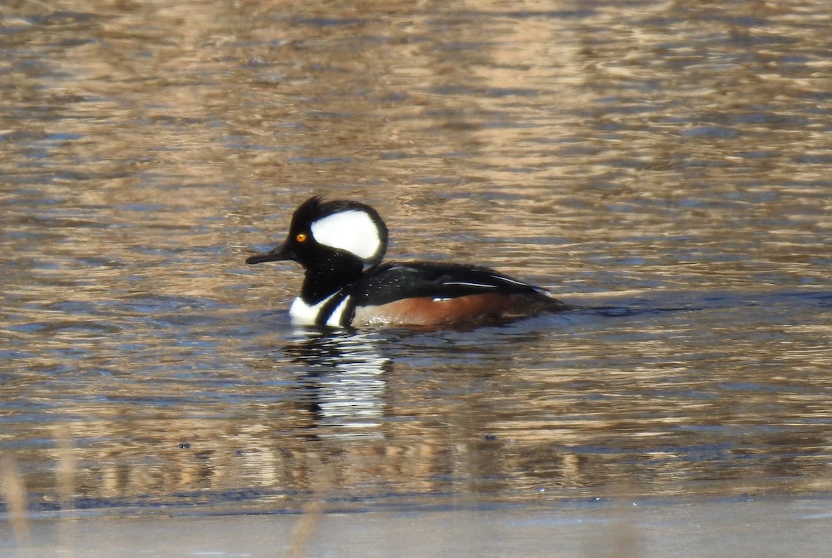 Hooded Merganser - Steve Mierzykowski