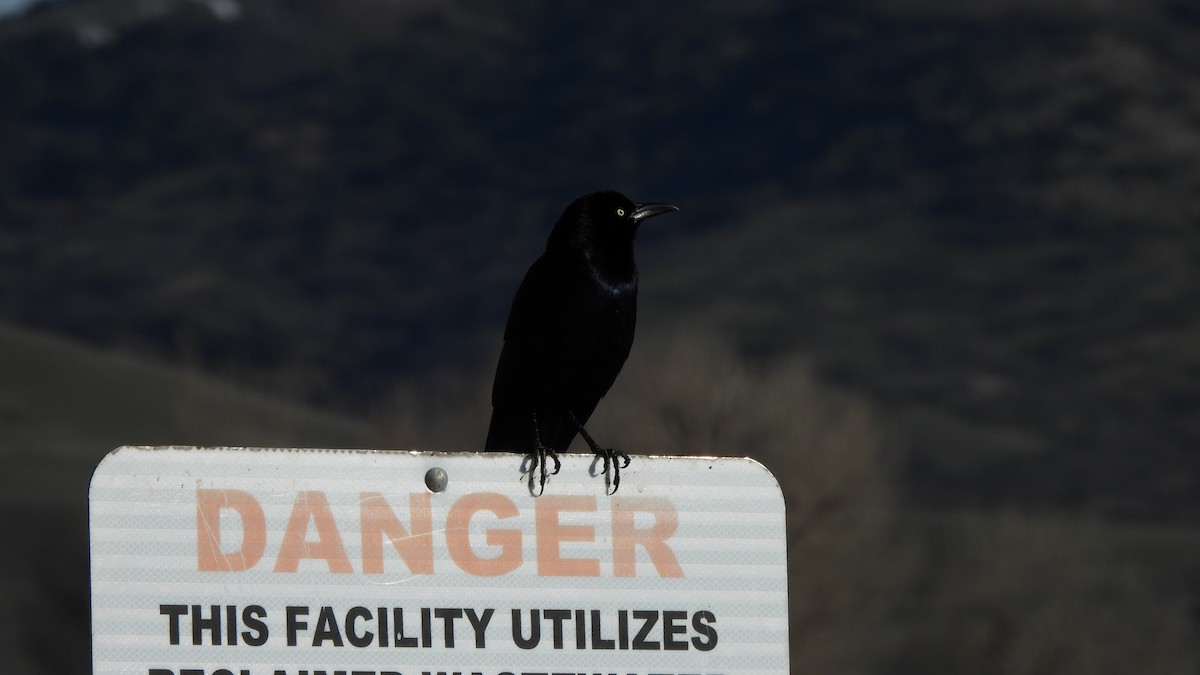 Great-tailed Grackle - Karen Evans