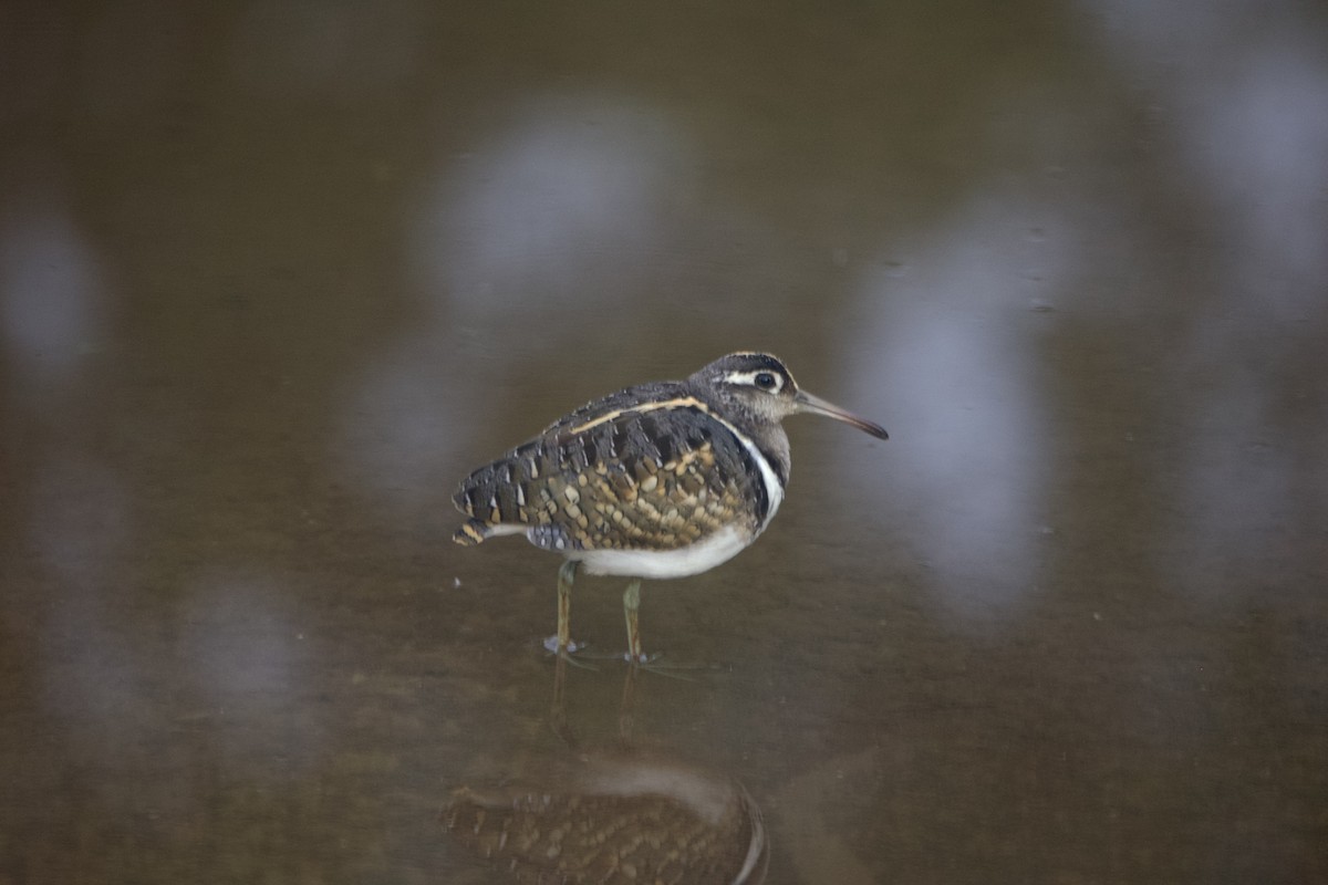 Greater Painted-Snipe - ML614824897