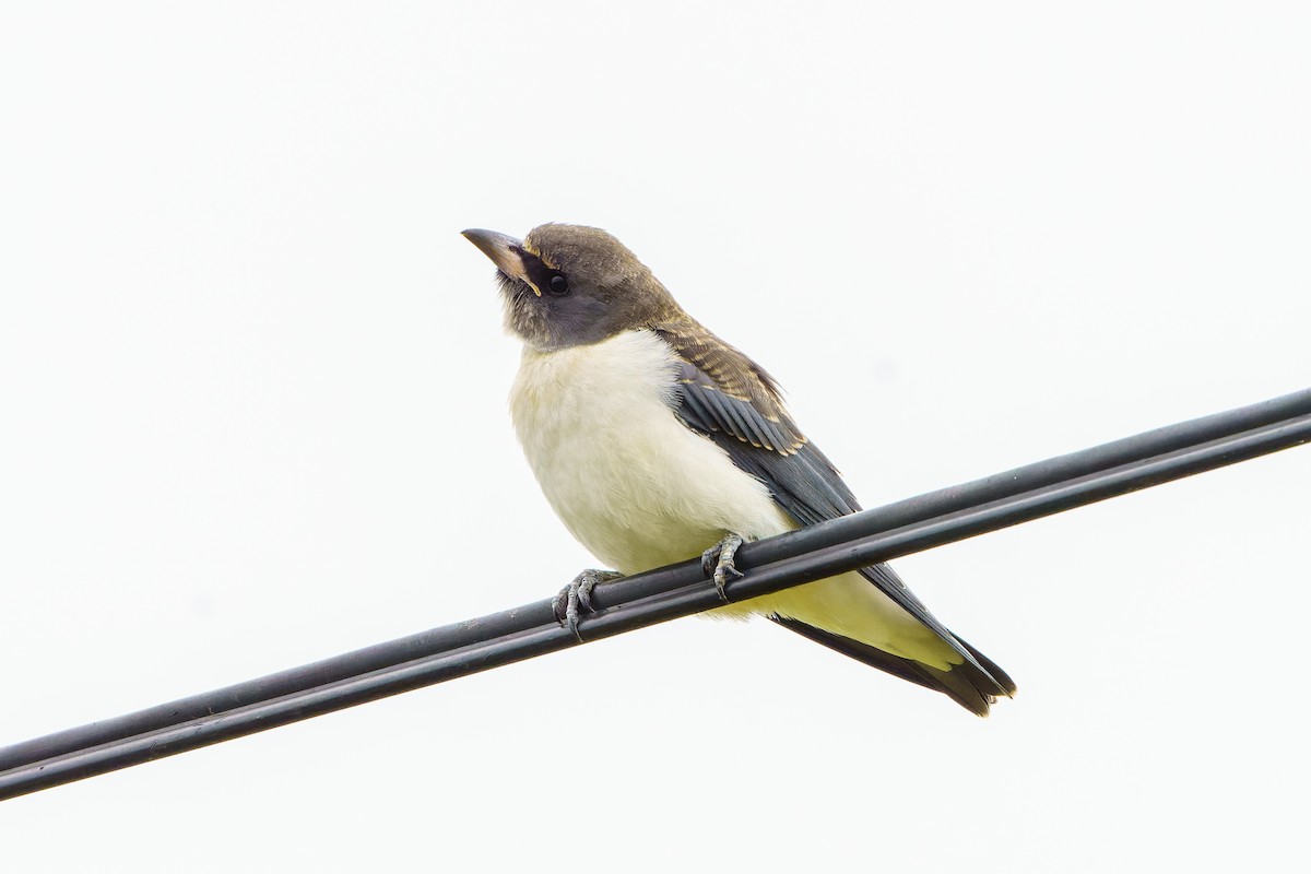 White-breasted Woodswallow - James Churches