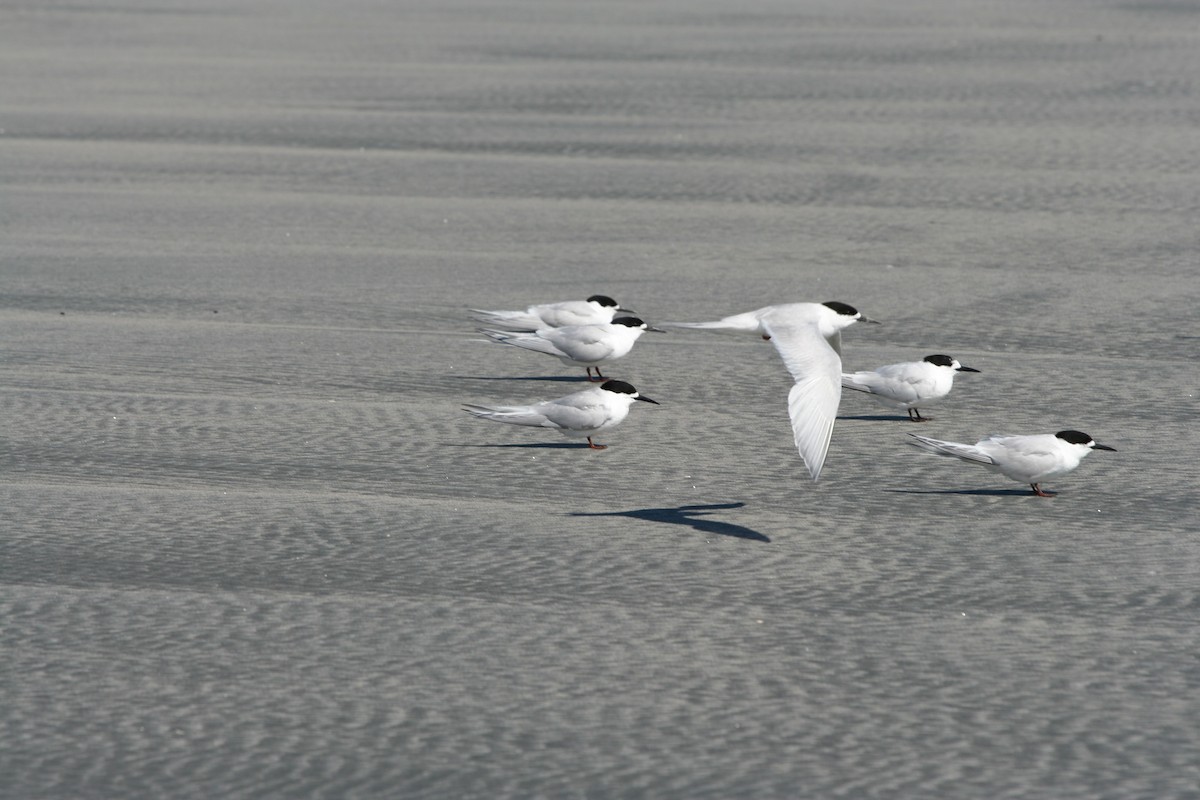 White-fronted Tern - ML614824989