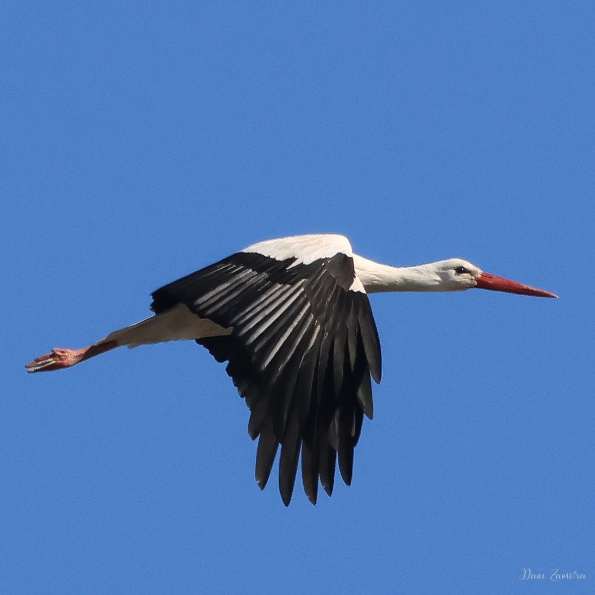 White Stork - ML614825063
