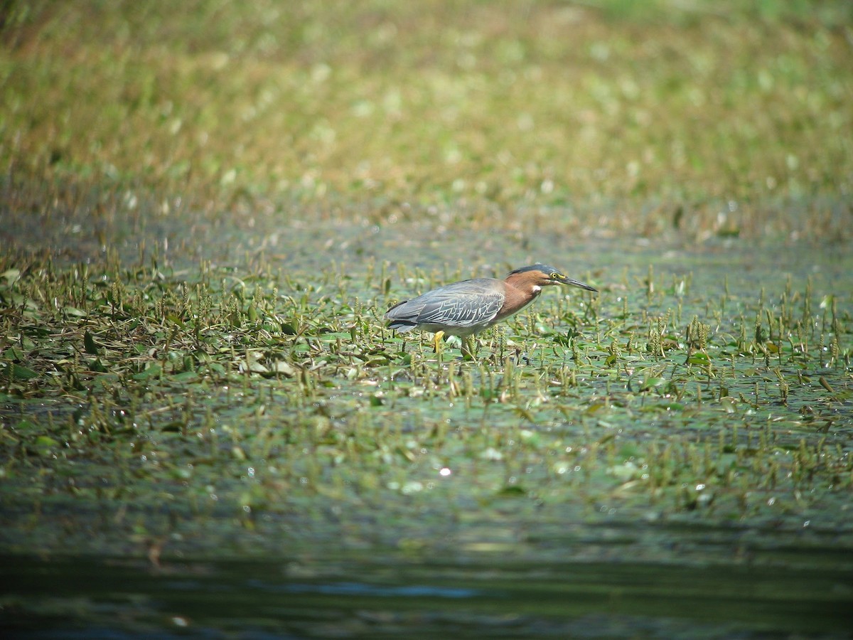 Green Heron - ML614825097