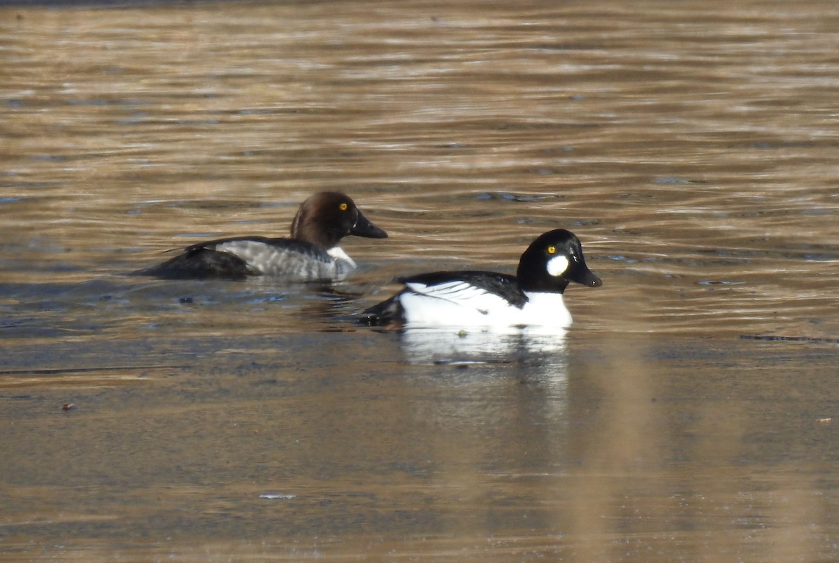 Common Goldeneye - Steve Mierzykowski