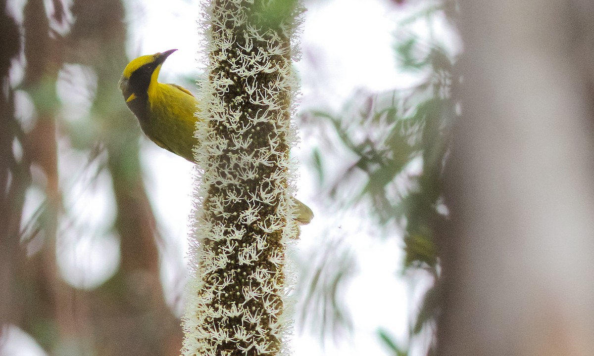 Yellow-tufted Honeyeater - ML614825246