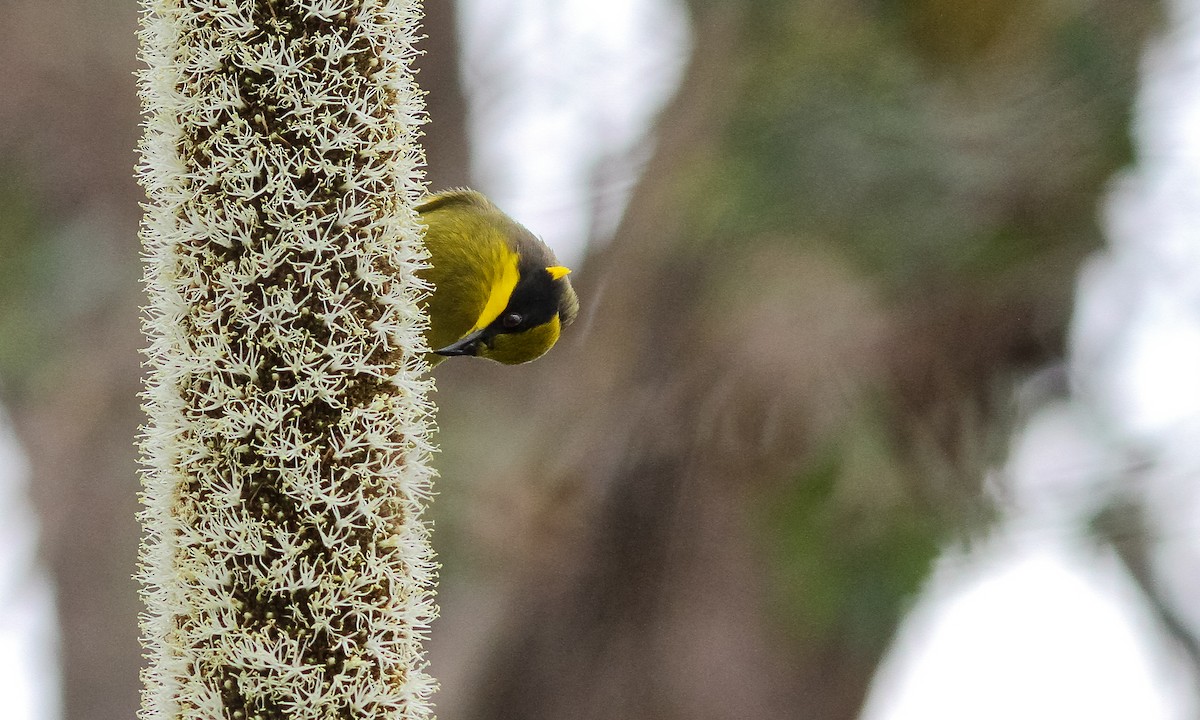 Yellow-tufted Honeyeater - ML614825249