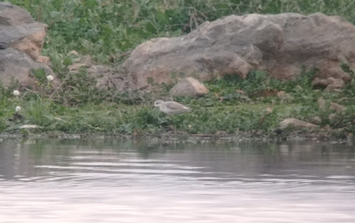 Sanderling - Raúl  Granados