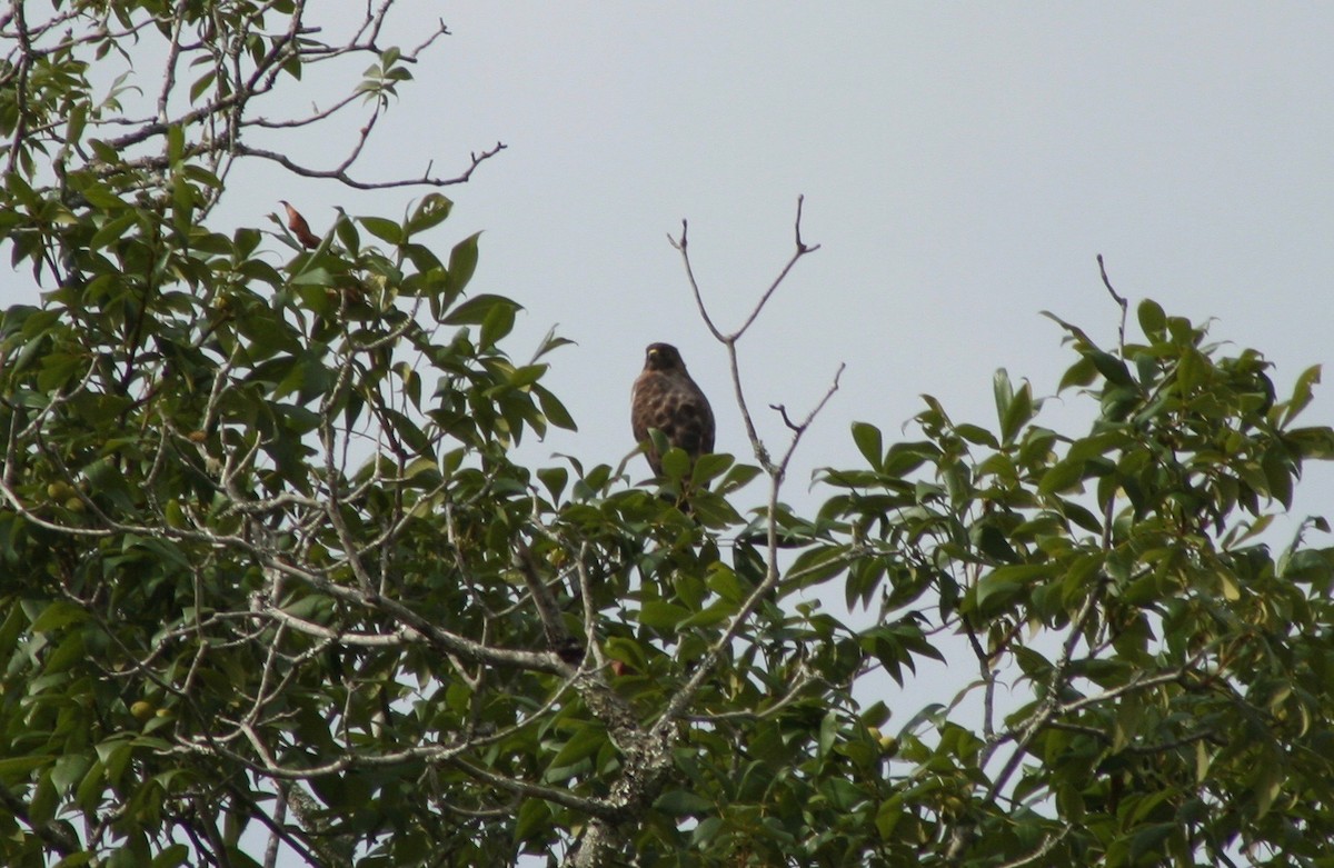 Broad-winged Hawk - ML61482531