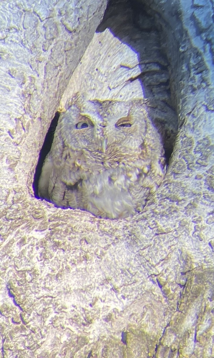 Eastern Screech-Owl - ML614825311