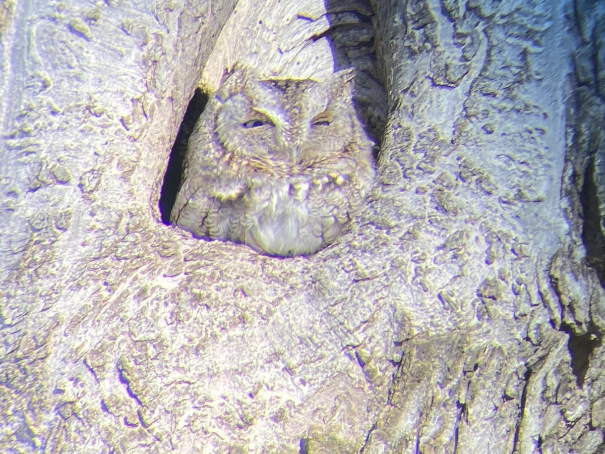 Eastern Screech-Owl - ML614825314