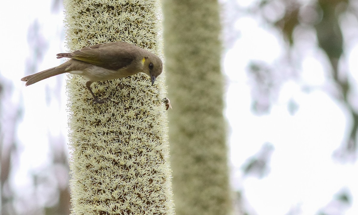 Fuscous Honeyeater - ML614825354