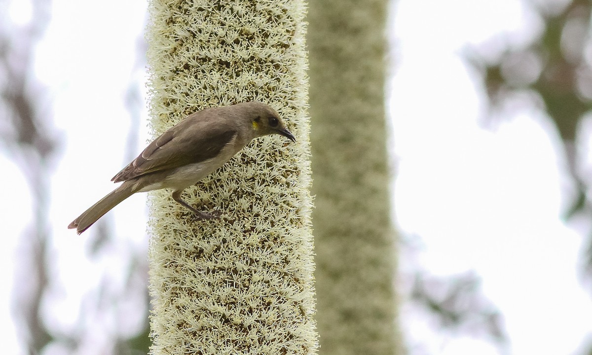 Fuscous Honeyeater - ML614825355